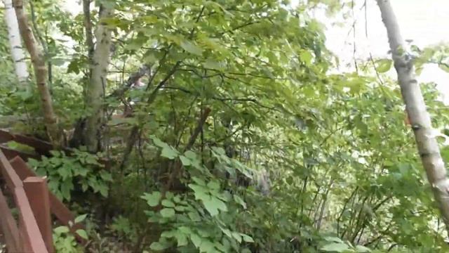 Однодневный тур Васага Бич + Блю Маунтенс смотреть онлайн