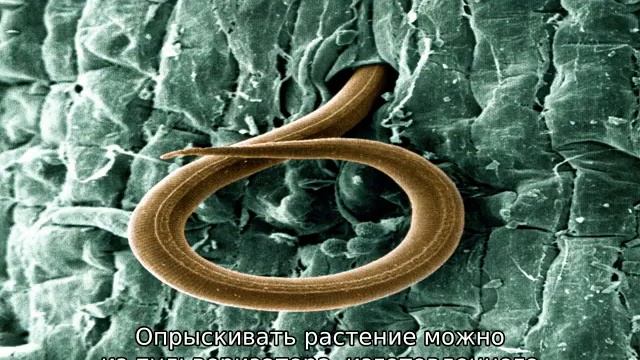 Болезни астильбы смотреть онлайн