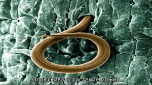 Болезни астильбы