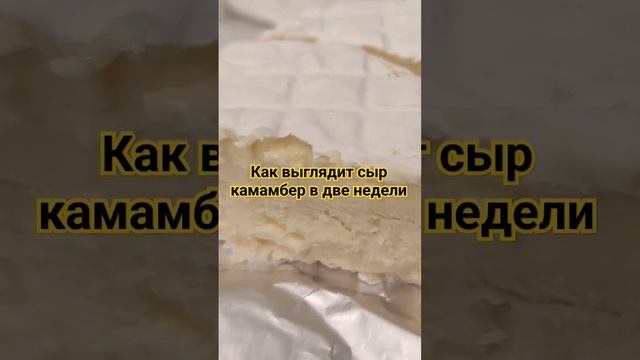 Как выглядит сыр Камамбер в две недели / "Сыроварня Елисеевых" смотреть онлайн