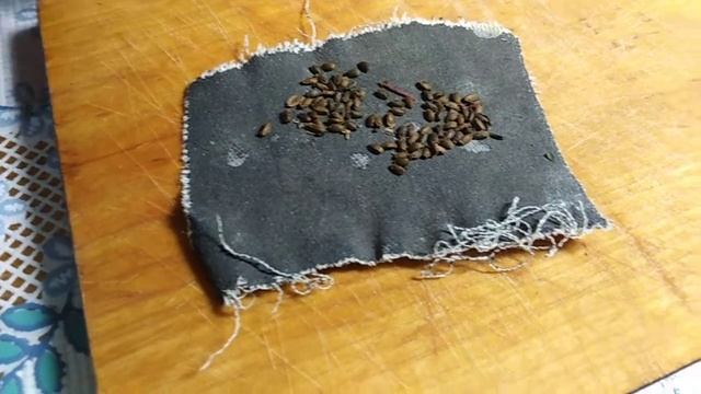 Посев и скарификация Сальвии. смотреть онлайн