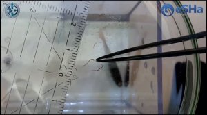 Глисты у аквариумных рыбок. Как распознать и лечить болезнь? Видео 8.