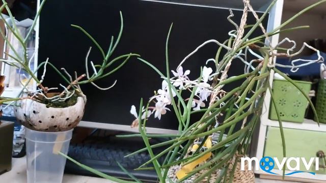 Неофинетия.Neofinetia falcata x Vanda teres. смотреть онлайн