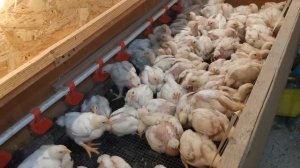 Бройлеры как бизнес.Мой опыт и наблюдения за 10мес.