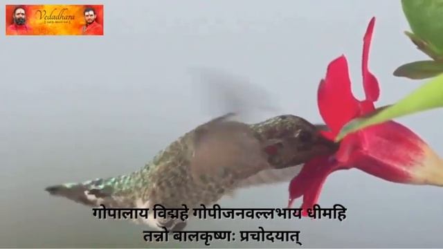 Mantra For Charming And Attractive Nature with Lyrics in Sanskrit | Vedadhara | смотреть онлайн