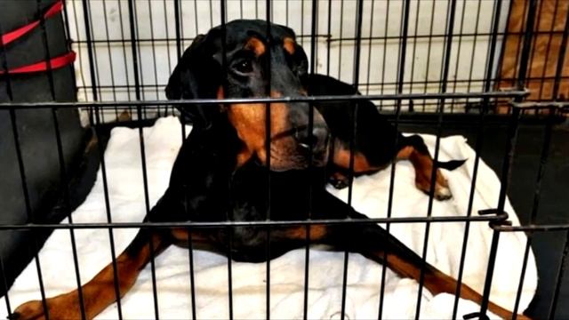 Семья забрала из приюта ДОБЕРМАНА, а спустя 5 дней родители услышали КРИК! смотреть онлайн