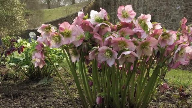 ПЕРВЫЕ ЦВЕТЫ В САДУ смотреть онлайн