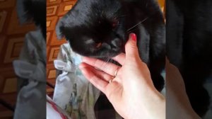 Александр Закшевский  11 часов лучшей музыки.