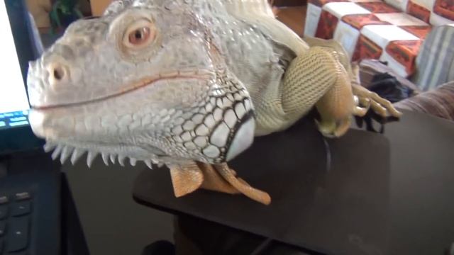 Iguana trying to eat me смотреть онлайн
