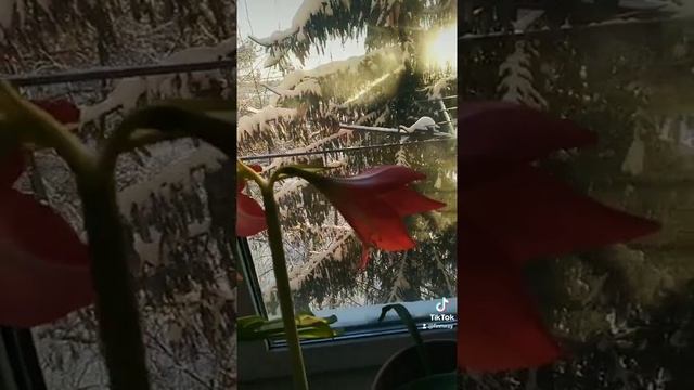 26.12.2021 Гиппеаструм успешно зацвёл... смотреть онлайн