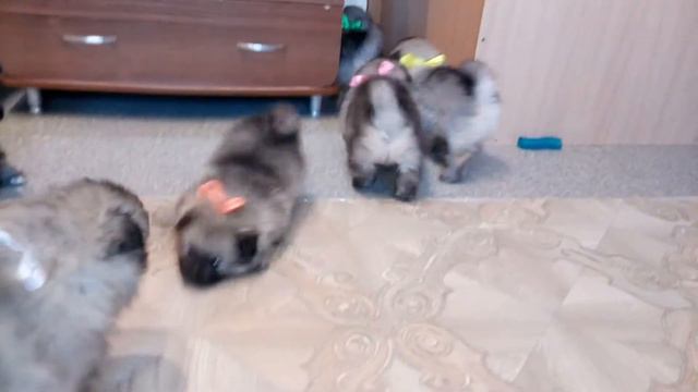 Кеесхонды.Щенки подросли. смотреть онлайн