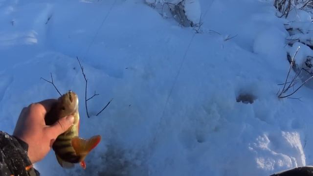 Рыбалка 2023. Окунь на мормышку. смотреть онлайн