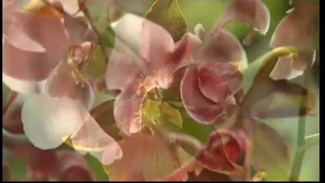 ОРХИДЕИ! СОВЕТЫ ПО УХОДУ И РАЗВЕДЕНИЮ ОРХИДЕЙ! смотреть онлайн