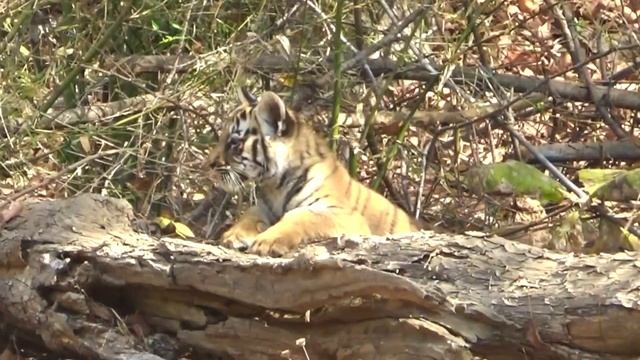 Tiny Tiger Cubs смотреть онлайн