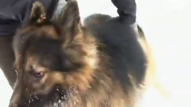 Собака на защите смотреть онлайн