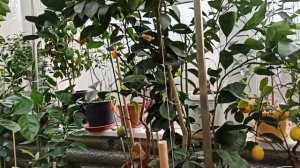 Цитрусовый рай в зимнем саду у Татьяны Кузьмук