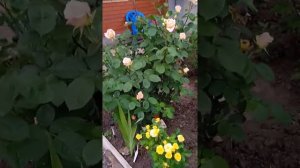 Роза Осиана.