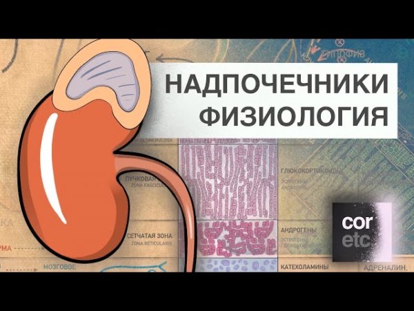 Надпочечники: Физиология