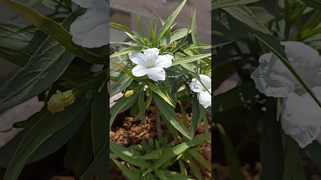 Mexican petunia White 🌼 Flowers plant. care. 🥰 смотреть онлайн