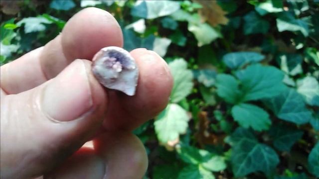 OPREZ, OTROVNA PUHARA, Scleroderma citrinum смотреть онлайн