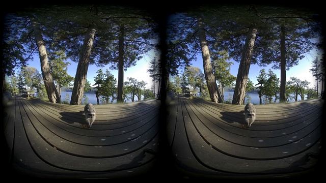 Racoon eating on sunny deck VR180 смотреть онлайн