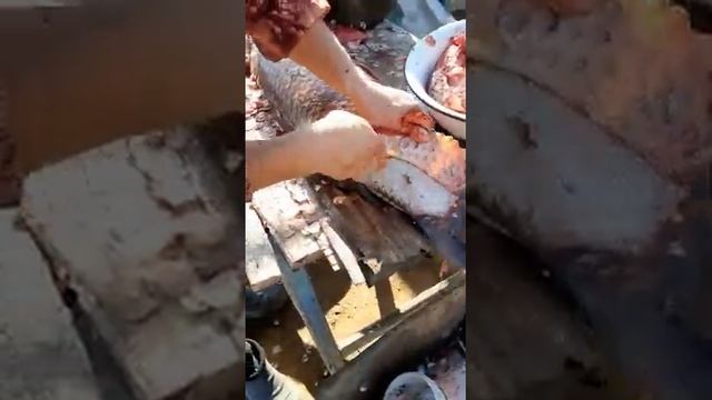 Как чистить рыбу сазан смотреть онлайн