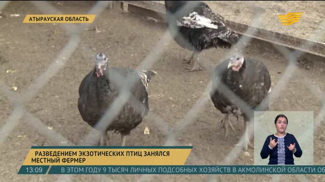 В Атырау разведением экзотических птиц занялся местный фермер смотреть онлайн