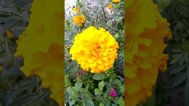Бархатцы желтые #shorts Yellow marigolds, garden flowers смотреть онлайн