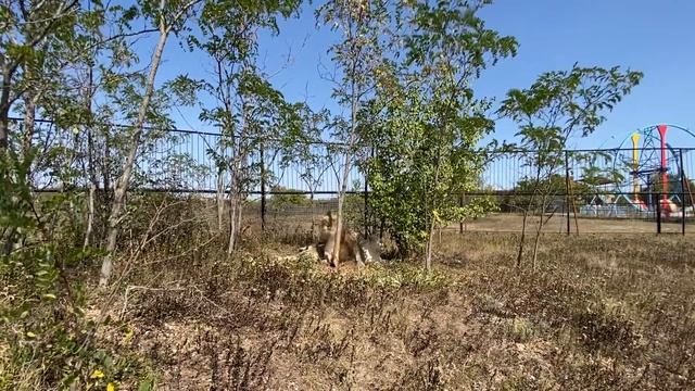 В молодом прайде львов ВСЕ ШИКАРНО ! смотреть онлайн
