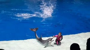 Москвариум шоу дельфинов