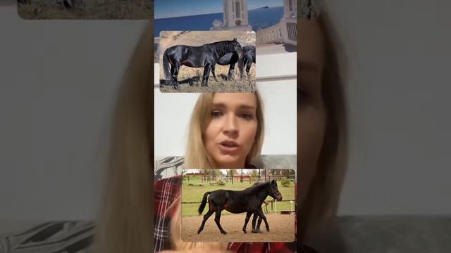 Пример определения масти лошади с разбором неправильных ответов смотреть онлайн
