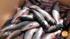 Лососевая путина. Доброе утро. Фрагмент выпуска от 05.06.2020