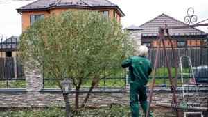 Стрижка шаровидной ивы