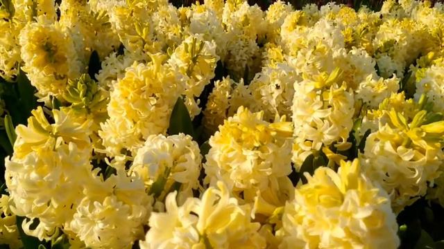 Hyacinth Flowers "히아신스 꽃" Different Colors смотреть онлайн
