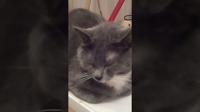 где хочу, там и сплю смотреть онлайн