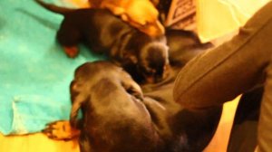 Кормление щенят такс ^__^