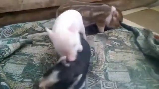 ??? Минипиги, минипиг, микропиги, микропиг, minipig, micropig, свинки, поросята, питомник, Рязань смотреть онлайн