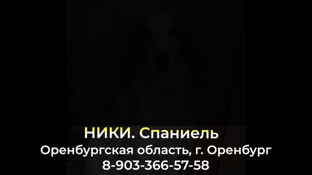 Пропала собака ! НИКИ , Оренбургская область , г. Оренбург смотреть онлайн