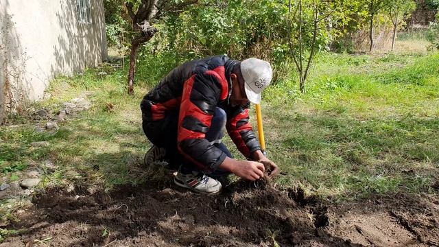 7 Много корней у меня на даче (3).mp4 смотреть онлайн