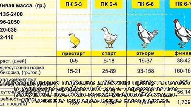 Чем кормить бройлеров в домашних условиях для быстрого роста