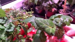 Ампельная бегония в ноябре, дома, содержание и уход, полив, обрезка бегонии