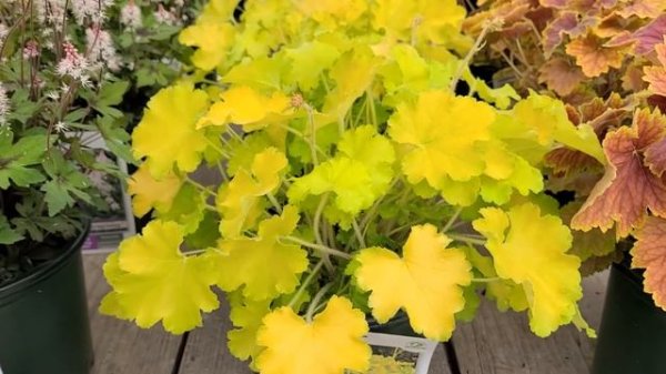 Heuchera 'Lemon Love' (Coral Bells)