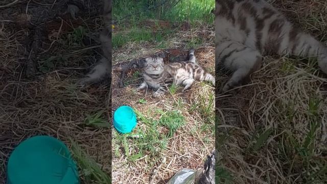 котикняшный#лес#переезд#путишествие#тайга#животное смотреть онлайн