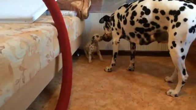 Копия видео Продаётся щенок Далматина ( Dalmatian ) смотреть онлайн