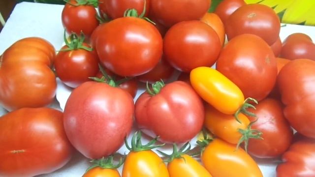 ПЕРВЫМИ ТОМАТАМИ МОГУТ БЫТЬ НЕ ТОЛЬКО СКОРОСПЕЛКИ! смотреть онлайн