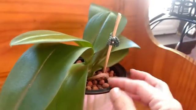 Phalenopsis in Leca Update #2 Update #2 on Phalaenopsis is leca #lecaupdate #update смотреть онлайн