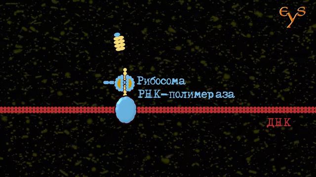 Транскрипция трансляция смотреть онлайн