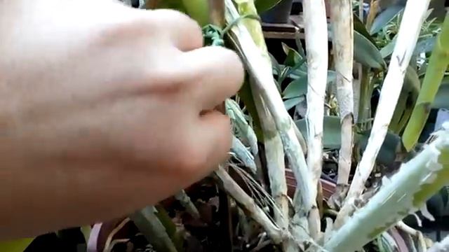 Orquídea Cattleya Blc Rodrigo Suzuki Especial смотреть онлайн