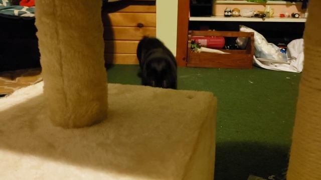 booboo's favorite game смотреть онлайн