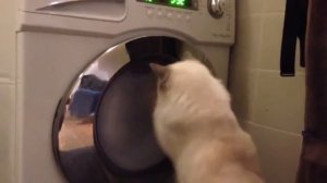 Кот разгоняет барабан стиральной машины!